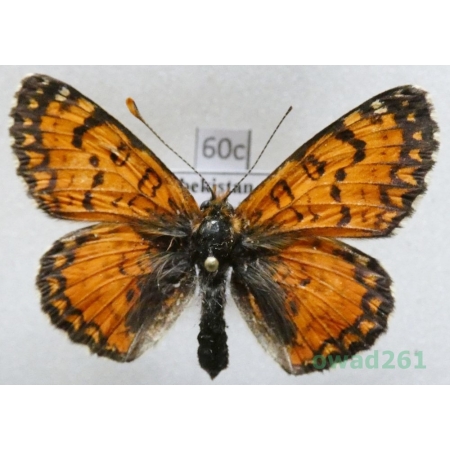 Melitaea minerva Staudinger, 1881 Uzbekistan60c